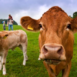 Biofleisch Reportage