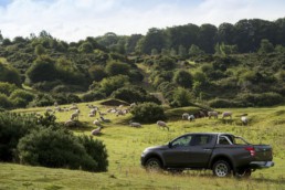 Mitsubishi L200 in Irland auf der Weide mit Schafen