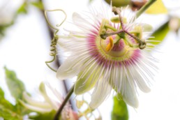 Gartenfotografie Pflanzenportrait Passiflora weiß