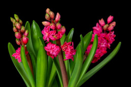 Gartenfotografie Garten Hayzinthe rot