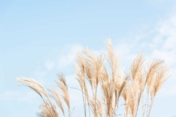 Gartenfotografie Garten Helle Gräser vor hellem Himmel