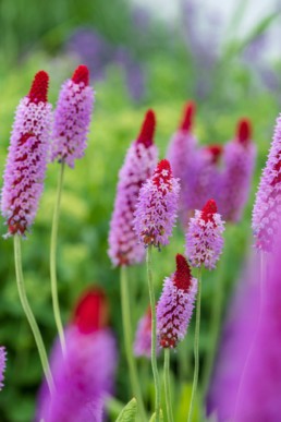 Gartenfotografie Garten Beet Mittlerer Wegerich