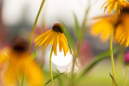 Gartenfotografie Garten Echinacea Sonnenhut