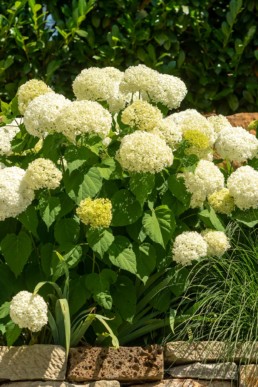 Gartenfotografie Garten Blüte weiße Hortensien