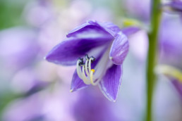 Gartenfotografie Garten Blüte lila