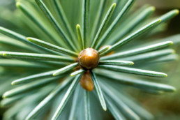 Gartenfotografie Tanne Nahaufnahme der Spitze