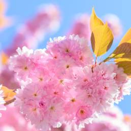 Zweig, Kirschblüte, rosa, blauer Himmel