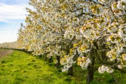 Obstbaumblüte, Apfelbäume, Blüte, Weiß, Altes Land