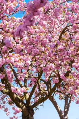Altes Land, Kirschbaumblüte, rosa