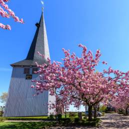 Altes, Land, Kirschbaumblüte; Nicolaikirche, Borstel, Jork