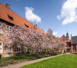 Lüneburger Rathausgarten mit den Magnolien in voller Blütenpracht