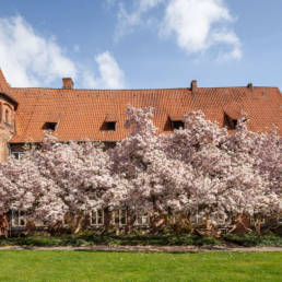 Lüneburger Rathausgarten mit den Magnolien in voller Blütenpracht