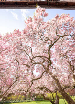 Lüneburger Rathausgarten mit den Magnolien in voller Blütenpracht